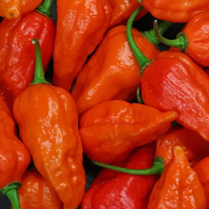 Chilli Bhut Jolokia oranžové - Capsicum chinense - prodej semen - 15 ks