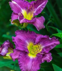 Denivka Blue Sea - Hemerocallis - prodej cibulovin - 1 ks