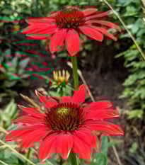 Třapatkovka Red Magnus - Echinacea - prodej prostokořenných sazenic - 1 ks
