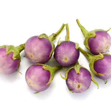 BIO Lilek Rosa Bianca - Solanum melongena - prodej bio semen - 20 ks