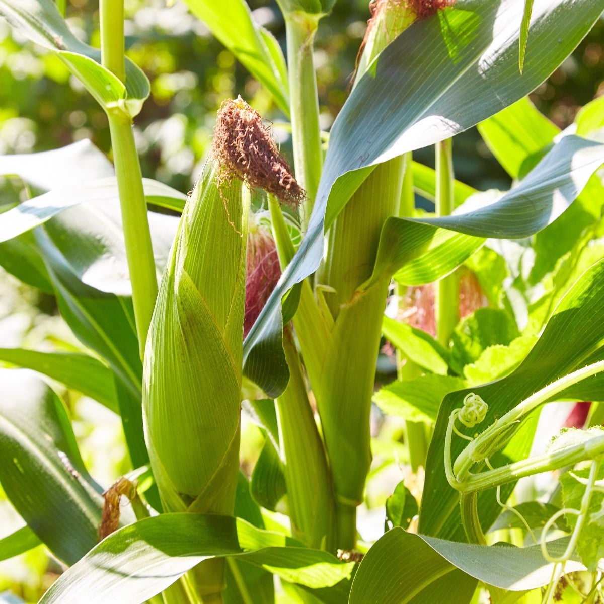 BIO Kukuřice pukancová Cinema - Zea mays - prodej bio semen - 15 ks
