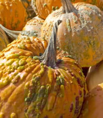 Tykev Knuckle Head F1 - Cucurbita pepo - prodej semen - 4 ks