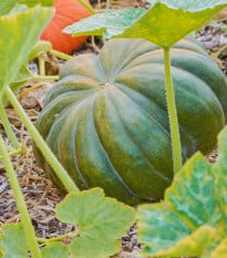 BIO Dýně Muscat De Provence - Cucurbita moschata - prodej bio semen - 5 ks