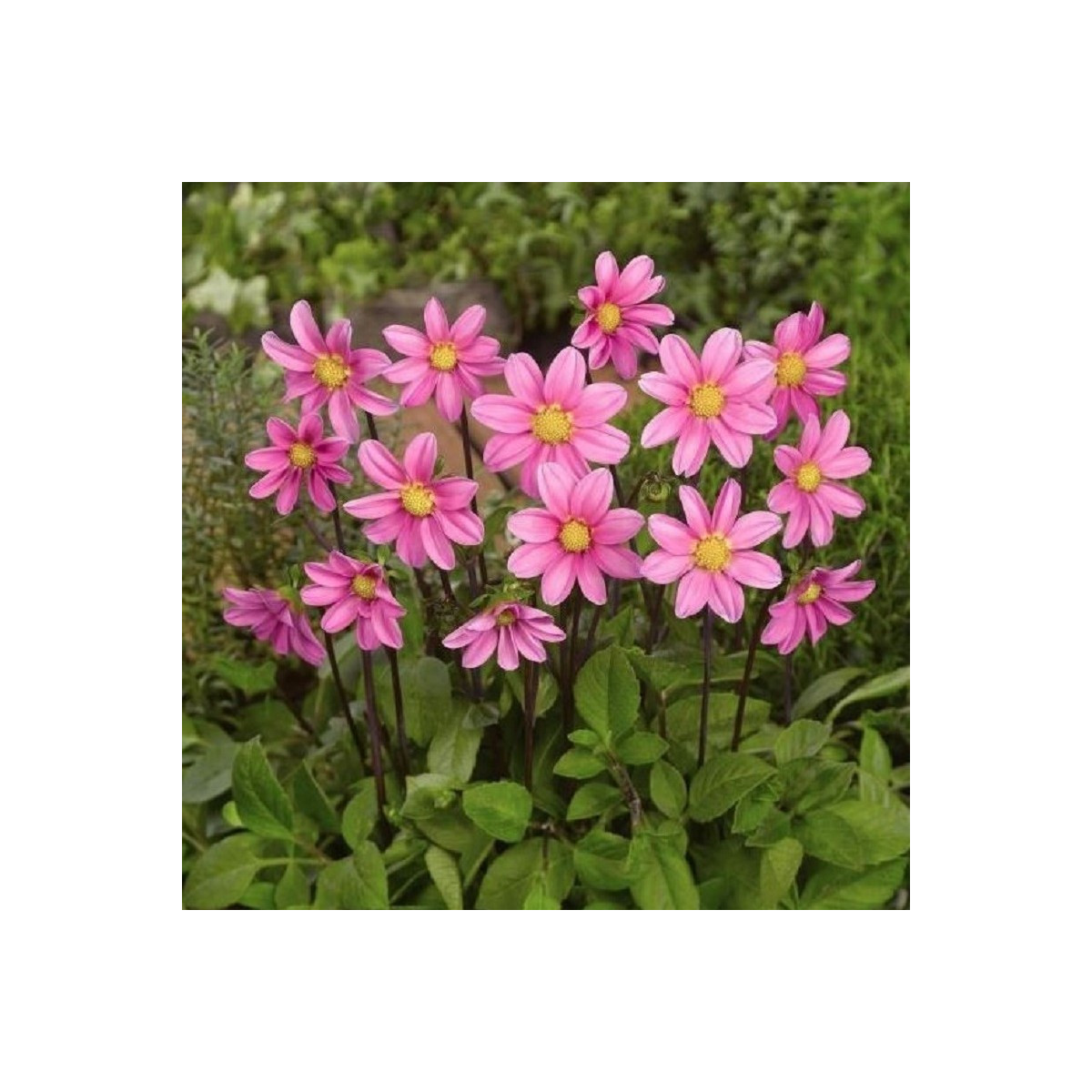 Jiřinka Topmix růžová - Dahlia - prodej cibulovin - 1 ks