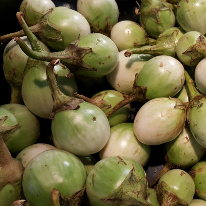 Lilek Zelené jablko - Solanum melongena - prodej semen lilku - 6 ks