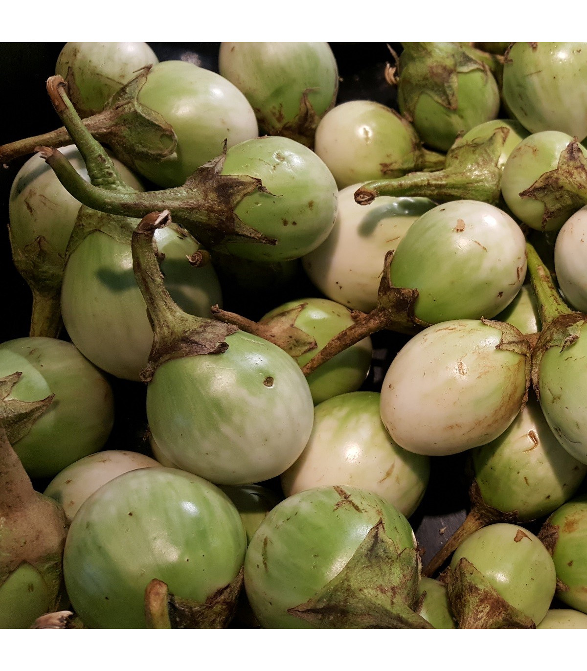 Lilek Zelené jablko - Solanum melongena - prodej semen lilku - 6 ks