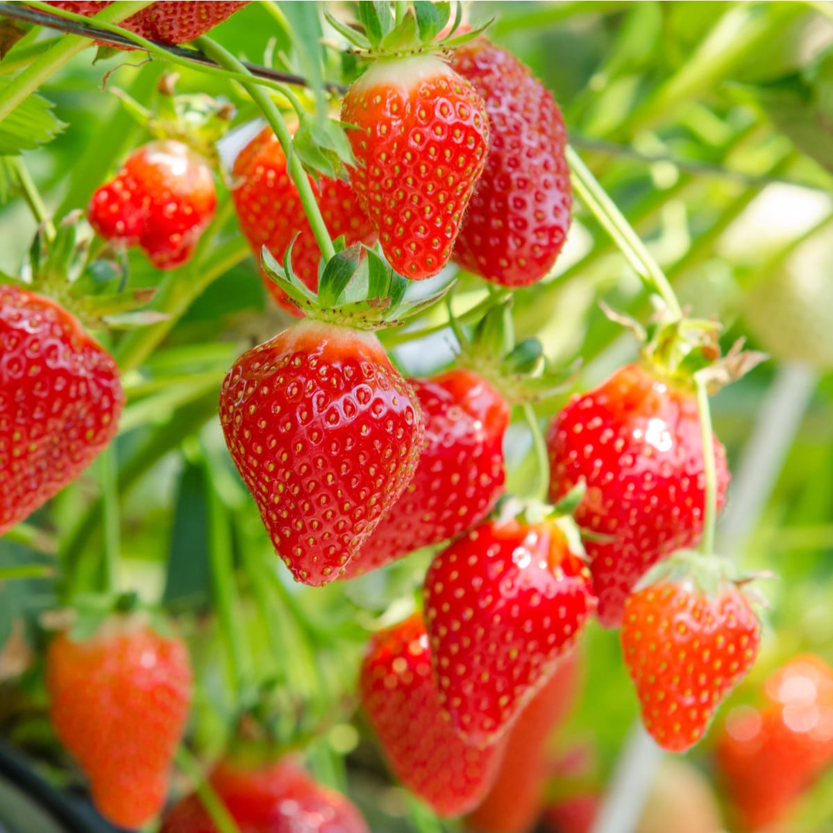 Jahodník Honeyo - Fragaria ananassa - prodej prostokořenných sazenic - 5 ks