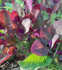 BIO Lebeda zahradní - Atriplex hortensis - prodej bio semen - 40 ks