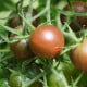 BIO Rajče tyčkové cherry Brown Berry - Solanum lycopersicum - prodej bio semen - 7 ks