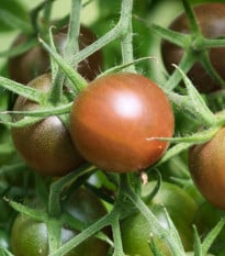 BIO Rajče tyčkové cherry Brown Berry - Solanum lycopersicum - prodej bio semen - 7 ks