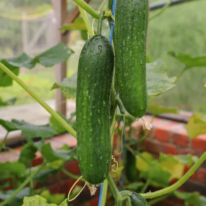 BIO Okurka Picolino F1 - Cucumis sativus - prodej bio semen - 4 ks