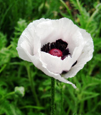 Mák východní Checkers - Papaver orientale - prodej semen - 50 ks