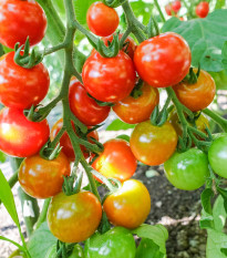 BIO Rajče koktejlové Primavera - Solanum lycopersicum - prodej bio semen - 7 ks