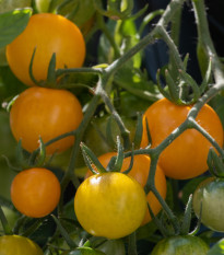 BIO Rajče Tom Yellow - Solanum lycopersicum - prodej bio semen - 7 ks