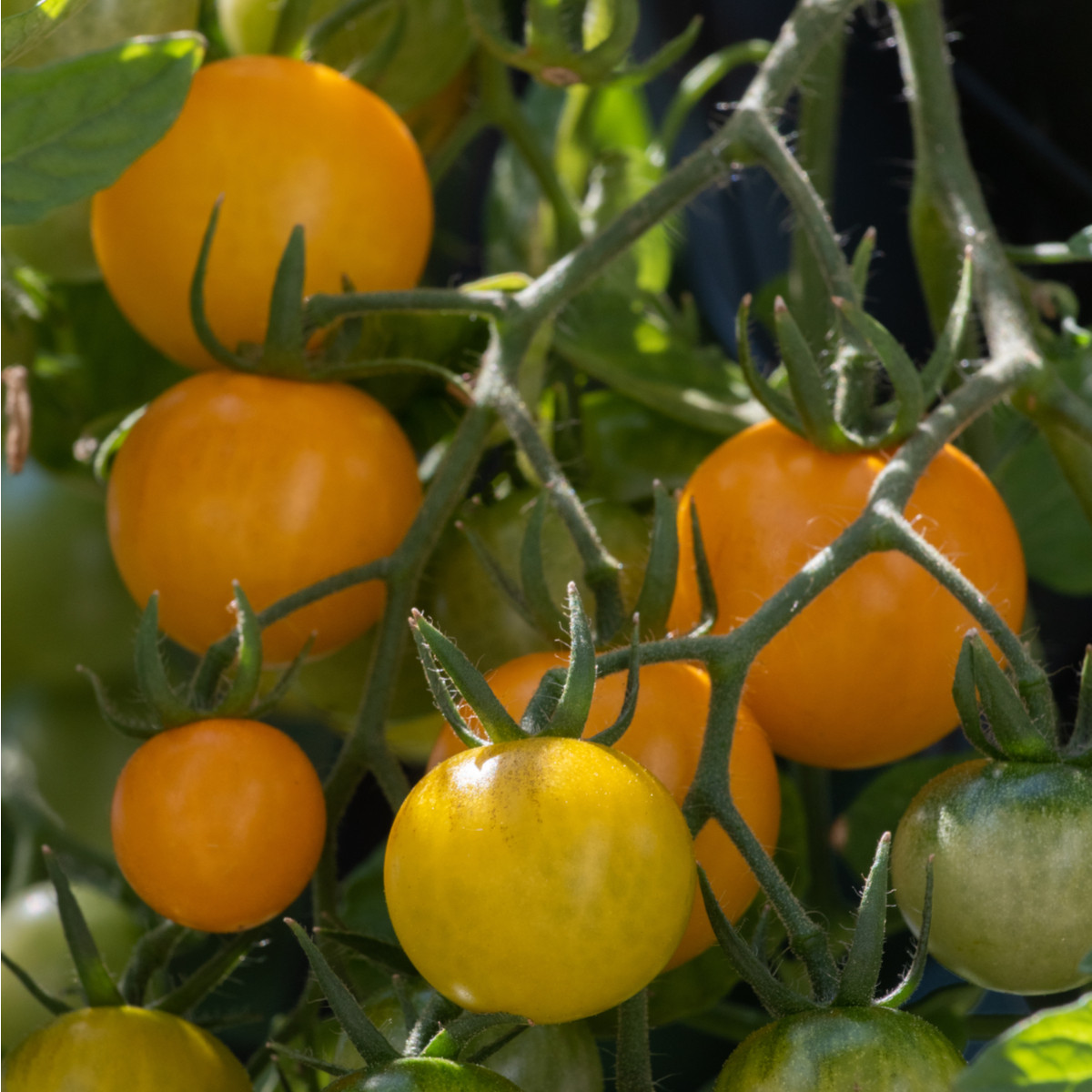 BIO Rajče Tom Yellow - Solanum lycopersicum - prodej bio semen - 7 ks