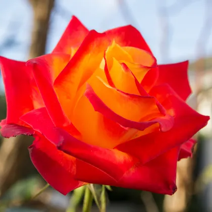 Růže velkokvětá keřová červenožlutá - Rosa - prodej prostokořenných sazenic - 1 ks