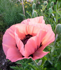 Mák východní Raspberry Queen - Papaver orientalis - prodej prostokořenných sazenic - 1 ks