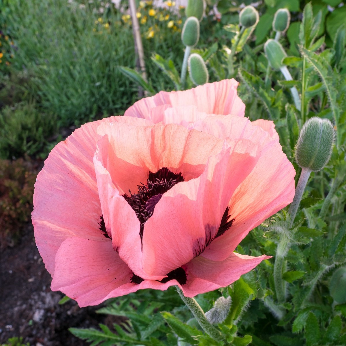 Mák východní Raspberry Queen - Papaver orientalis - prodej prostokořenných sazenic - 1 ks
