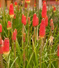 Mnohokvět Nancy Red - Kniphofia - prodej prostokořenných sazenic - 1 ks