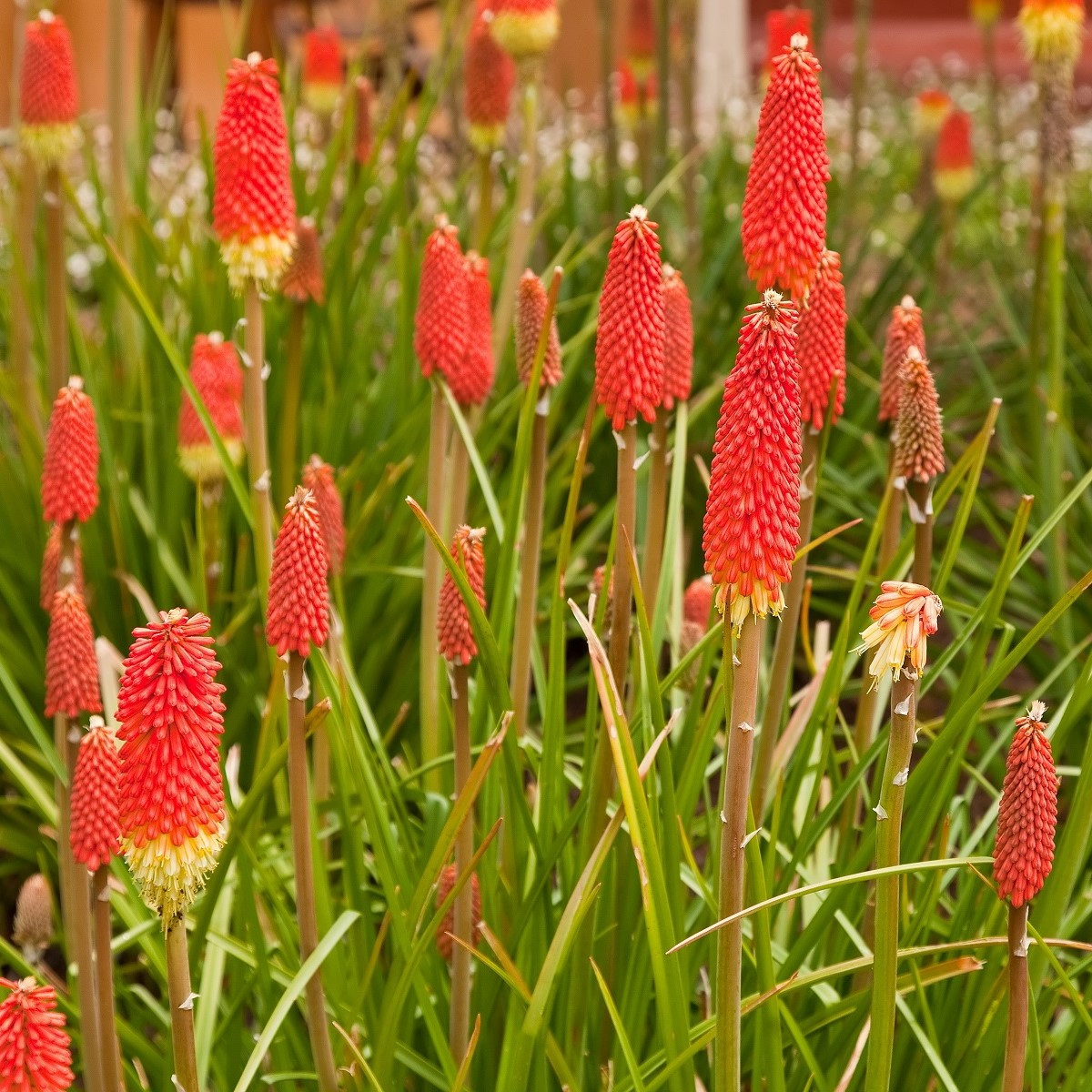 Mnohokvět Nancy Red - Kniphofia - prodej prostokořenných sazenic - 1 ks