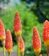 Mnohokvět červeno-žlutý - Kleopatřina jehla - Kniphofia - prodej prostokořenných sazenic - 1 ks