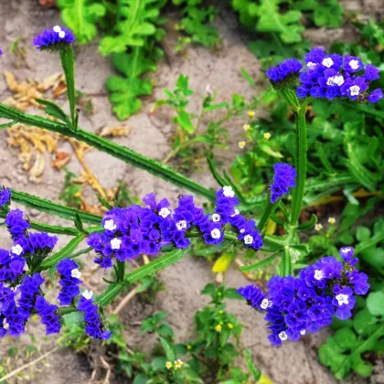 Limonka chobotnatá QIS Pale Blue - Limonium sinuatum - prodej semen - 30 ks