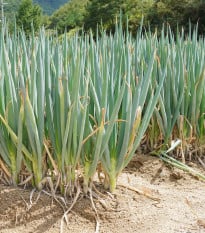 Cibule zimní svazková Freddy - Allium fistulosum - prodej semen - 250 ks