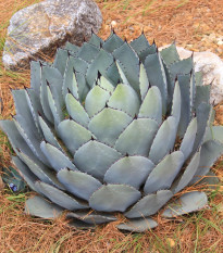 Agáve parryi - Agave parryi - prodej semen - 9 ks