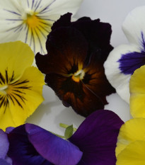 Maceška holandská směs - Viola wittrockiana - prodej semen - 200 ks