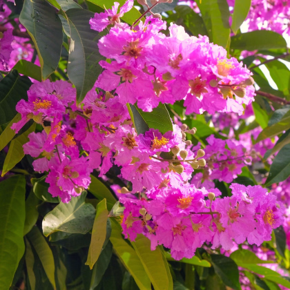 Lagerstroemie nádherná - Lagerstroemia floribunda - prodej semen - 7 ks