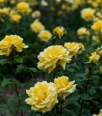 Růže velkokvětá pnoucí žlutá - Rosa - prodej prostokořenných sazenic - 1 ks
