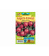 Angrešt červený - Ribes uva-crispa - prodej prostokořenných sazenic - 1 ks
