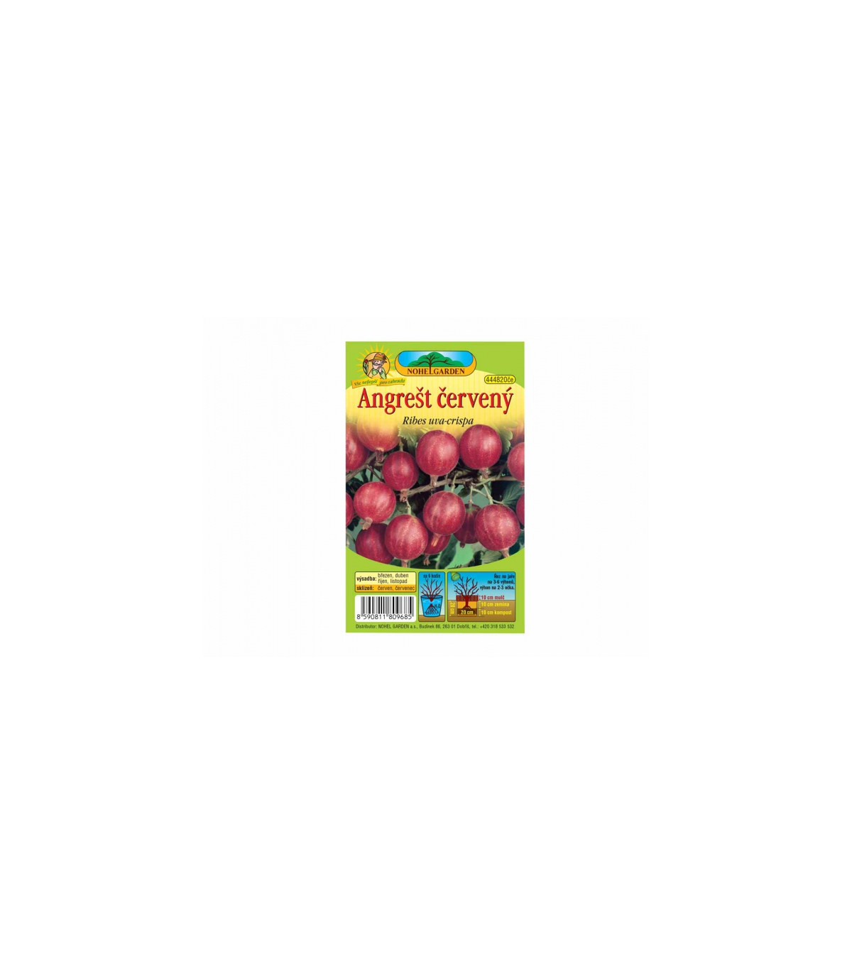 Angrešt červený - Ribes uva-crispa - prodej prostokořenných sazenic - 1 ks