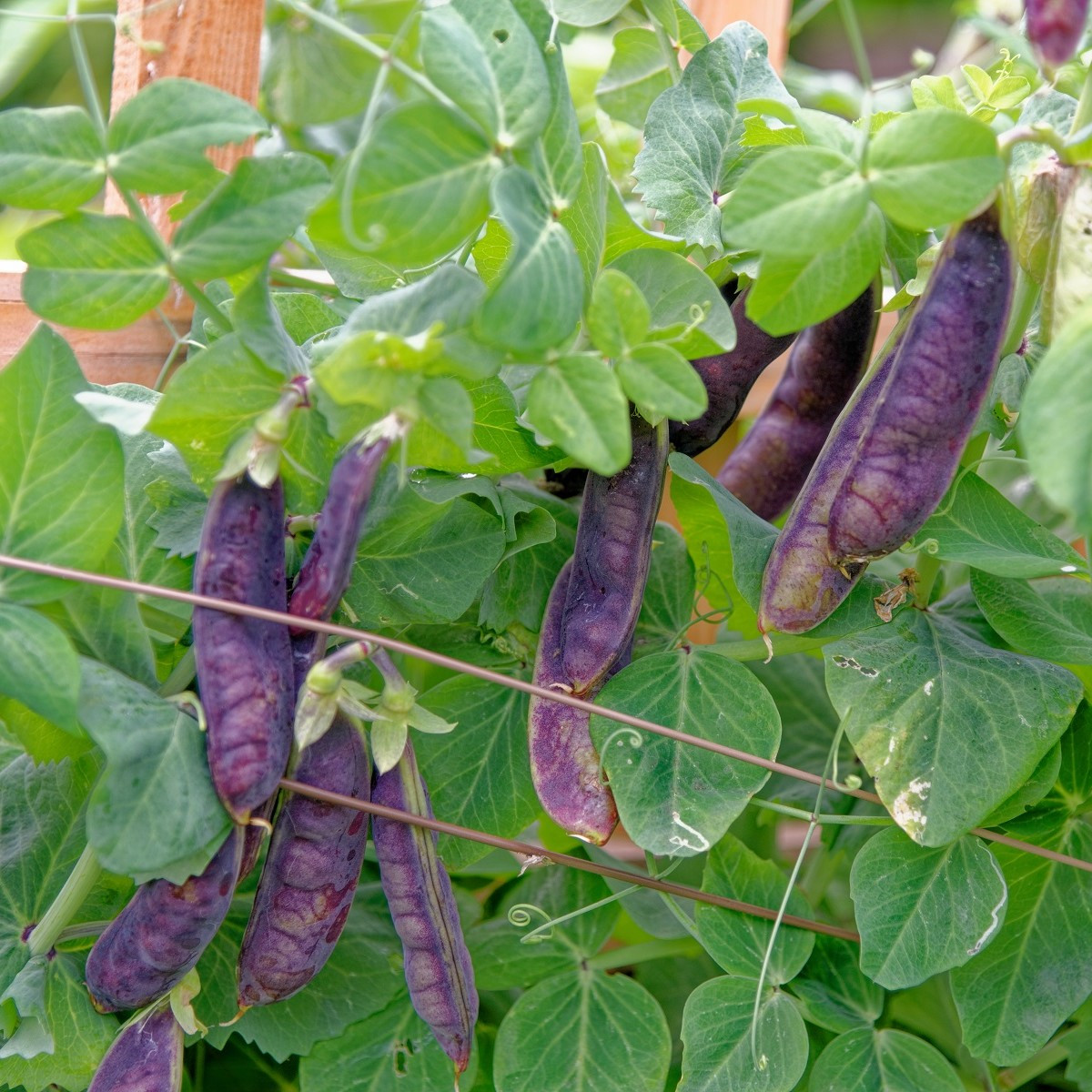 BIO Hrách Blauwschokker - Pisum sativum - prodej bio semen - 25 ks