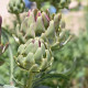 BIO Artyčok Green Globe - Cynara scolymus - prodej bio semen - 10 ks