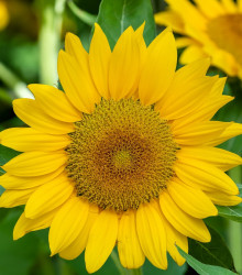 BIO Slunečnice Sunspot - Helianthus annuus - prodej bio semen slunečnice - 8 ks