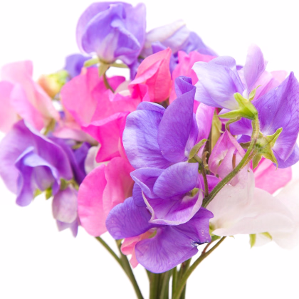 BIO Hrachor vonný směs barev - Lathyrus odoratus - prodej bio semen - 15 ks