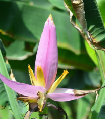 Banánovník růžový - Musa ornata - prodej semen - 3 ks