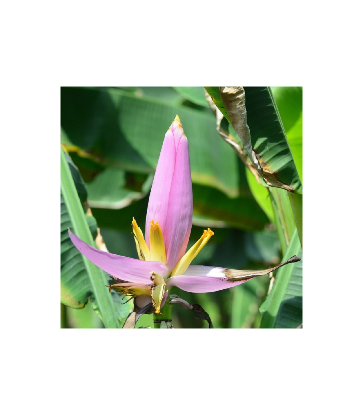 Banánovník růžový - Musa ornata - prodej semen - 3 ks