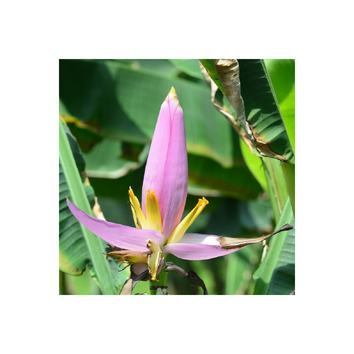 Banánovník růžový - Musa ornata - prodej semen - 3 ks