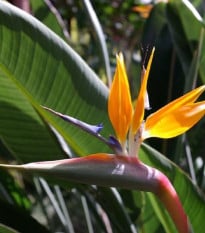 Strelície natalská - Strelitzia nicolai - prodej semen - 2 ks