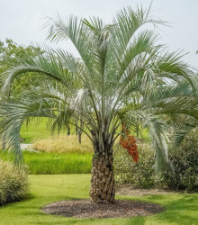 Palma Southern Jelly - Butia odorata - prodej semen palmy