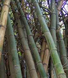 Bambus obrovský - Bambusa Arundinacea - semena- 5 ks