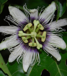 Mučenka jedlá - Passiflora edulis - Maracuja - prodej semen - 5 ks