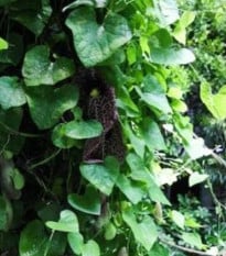 Podražec elegantní - Aristolochia - prodej semen - 5 ks