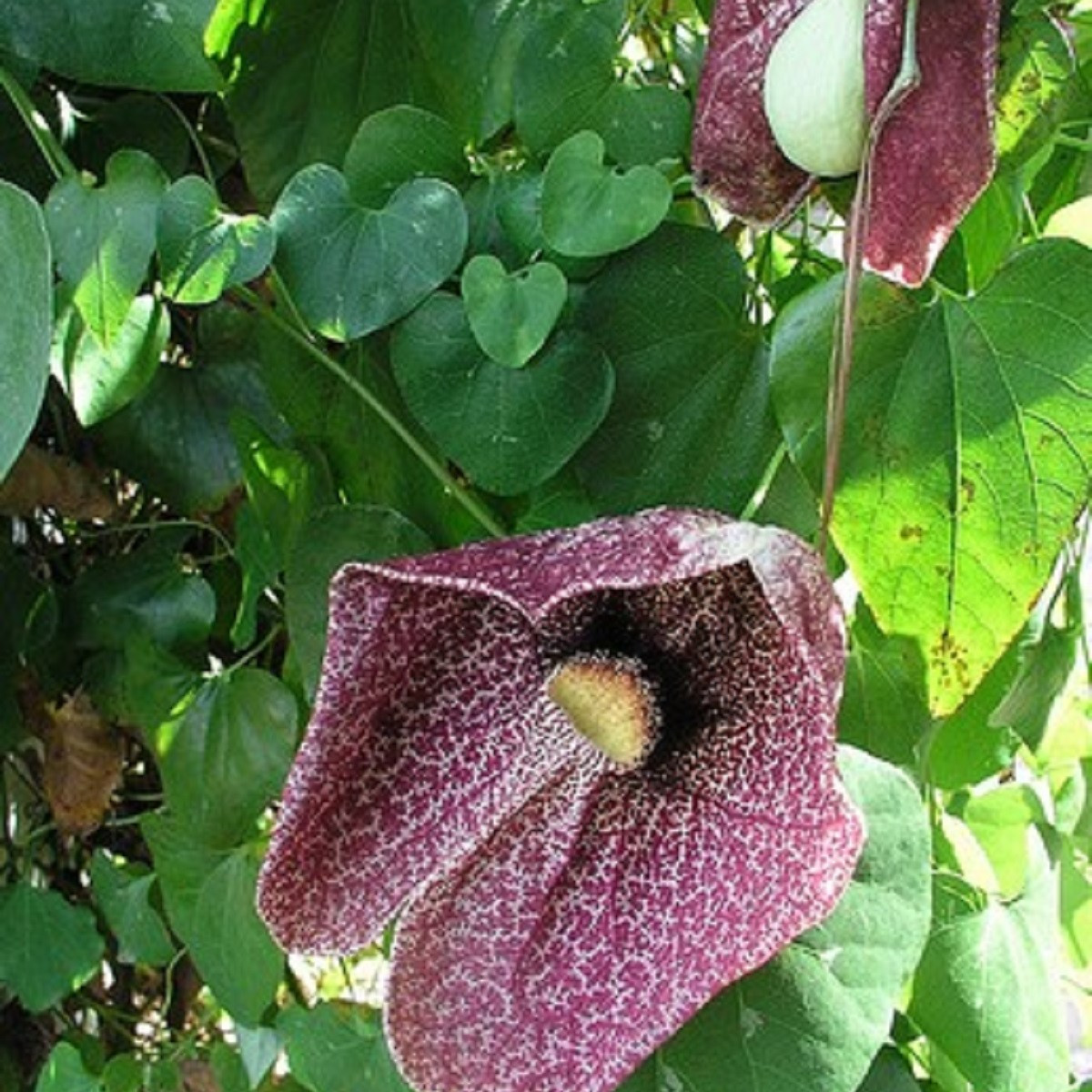 Podražec elegantní - Aristolochia - prodej semen - 5 ks