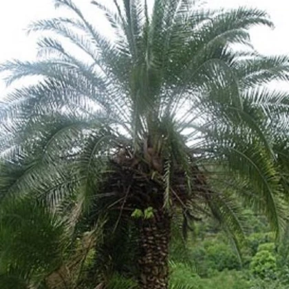 Datlovník z Kašmíru - Phoenix loureiroi - prodej semen - 3 ks