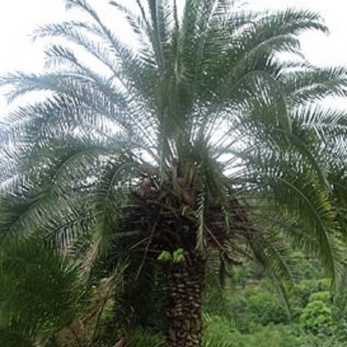 Datlovník z Kašmíru - Phoenix loureiroi - prodej semen - 3 ks