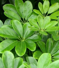Šeflera paprskovitá - Schefflera arboricola - prodej semen - 6 ks