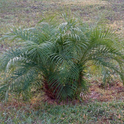 Datlovník z Laosu - Phoenix roebelenii - prodej semen - 3 ks